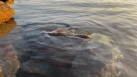 Stone in the lake Stock Footage 130140494