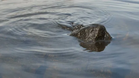 Stone on lake surface Stock Footage 195092693