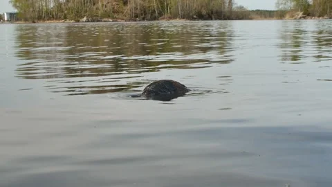 Stone on lake surface Vídeos de archivo 195092715