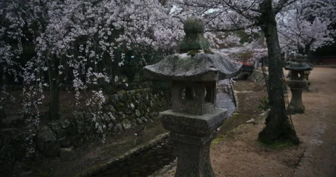 Stone Lantern and Weeping Cherry Blossoms Along Garden Path Hiroshima Video stock 344701294