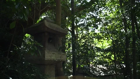 Stone lantern at Shinto shrine in forest Kyoto Japan Stock Footage 330760163