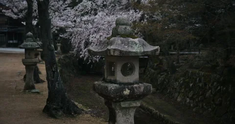 Stone Lanterns Along Path With Cherry Blossoms Hiroshima Japan Stock Footage 344701701
