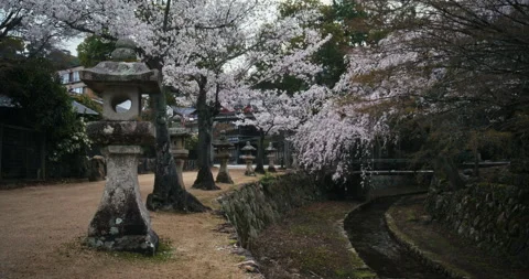 Stone Lanterns and Cherry Blossom Trees at Japanese Shrine Stock Footage 344701667