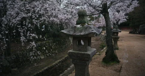 Stone Lanterns and Cherry Blossoms at Japanese Garden Canal Stock Footage 344701406