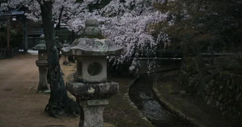 Stone Lanterns and Cherry Blossoms at Japanese Shrine Hiroshima Video stock 344701502