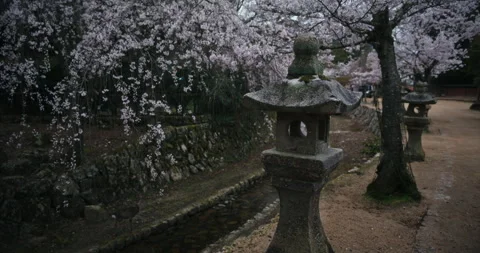 Stone Lanterns and Weeping Cherry Blossoms in Japanese Garden Stock Footage 344701402
