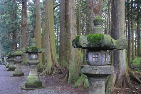 Stone lanterns line a path with cedar trees all around Stock Photos