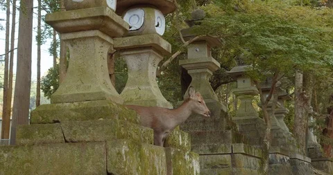 Stone lanterns path leading to Kasuga Shrine in Nara, Japan. (C) Stock Footage 120750388