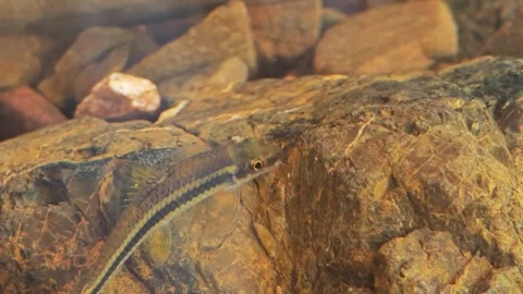 Stone-lapping fish, Stonelapping minnow, False Siamese algae eater. Stock Footage 305973721