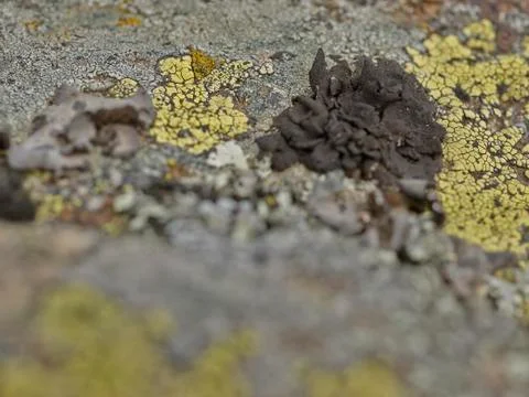 Stone with lichen Stock Photos