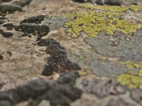 Stone with lichen Stock Photos