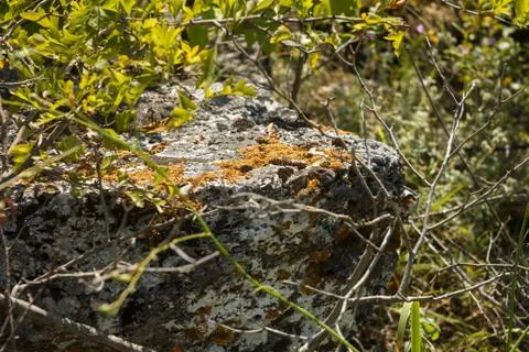 Stone with lichen Stock Photos