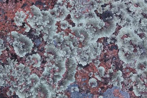 Stone with lichen 스톡 사진