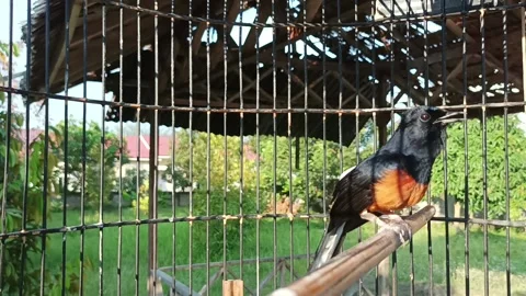 The stone magpie chirped Stock Footage 233304913