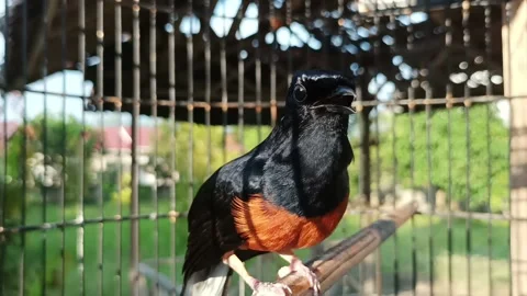 The stone magpie chirped Video stock 233304917