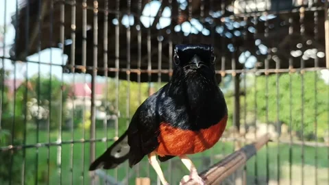 Stone magpie Stock Footage 233304919