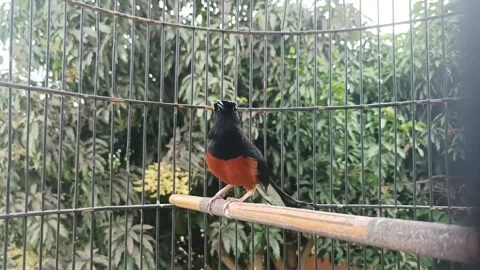 Stone magpie Stock Footage 234242276