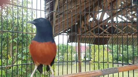 Stone magpie Stock Footage 234242341