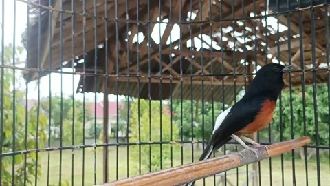 Stone magpie Stock Footage 234242441