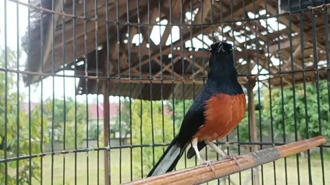 Stone magpie Stock Footage 234242532