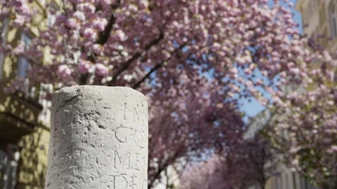 Stone markings in front of a cherry blossom tree in Bonn, Germany Stock Footage 155470759