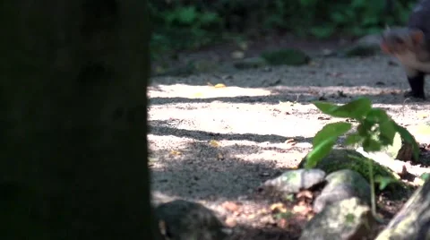 Stone marten - in summer Vídeos de archivo 41303097