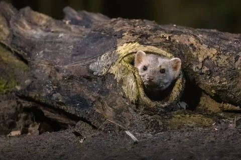 Stone marten on tree trunk Stock Photos