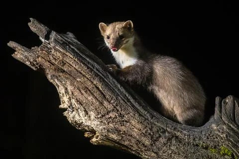 Stone marten on tree trunk Stock Photos