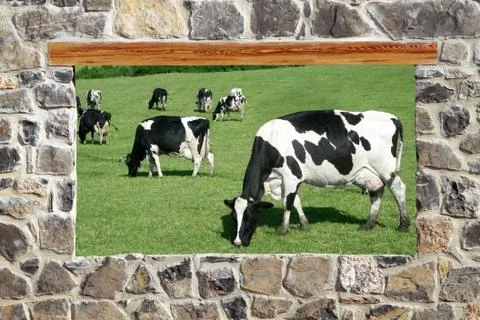 Stone masonry wall window cows meadow view Stock Photos
