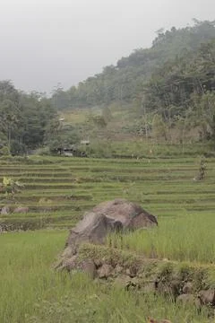 Stone in the middle of the rice fields Stock Photos