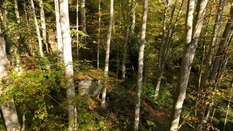 Stone Mill in the Hornbeam Forest Stock Footage 333035252