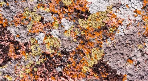 Stone mold texture backdrop photo. Stock Photos