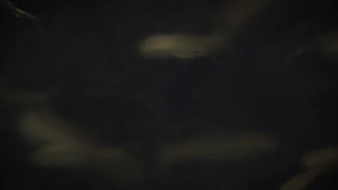 Stone moroko (Pseudorasbora parva) Vidéo 178579228