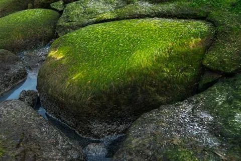Stone with moss after the ebb of ocean Stock Photos
