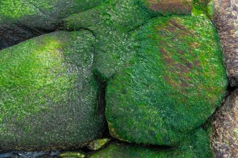 Stone with moss after the ebb of ocean Stock Photos