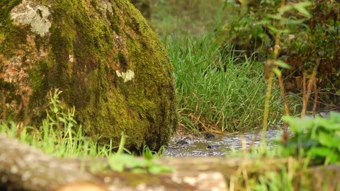 The stone with moss and a forest stream Stock Footage 123465398