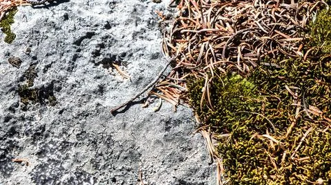 Stone moss and leaf background Foto stock