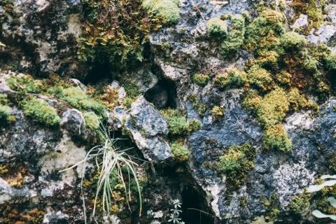 Stone with moss and trees Stock Photos
