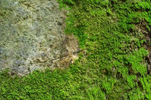 Stone with moss close-up background texture. Stock Photos