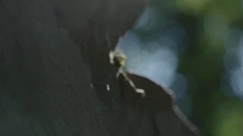 Stone with moss close up Video stock 89531556