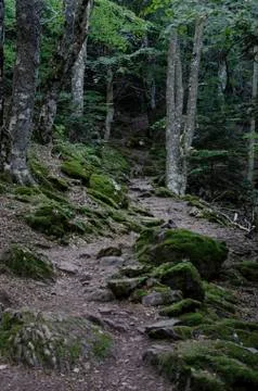 Stone with moss deep in the rainforest 스톡 사진