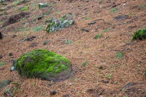 A Stone with Moss at Forest Stock Photos