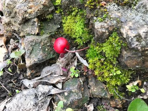 Stone with moss. Stock Photos