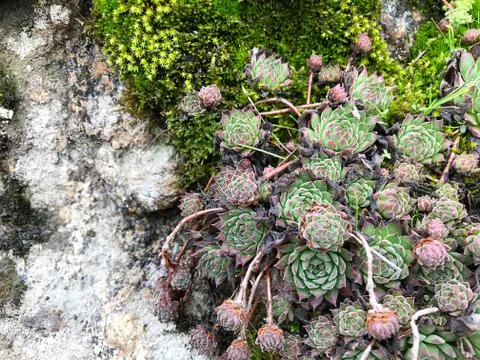 Stone with moss. Stock Photos