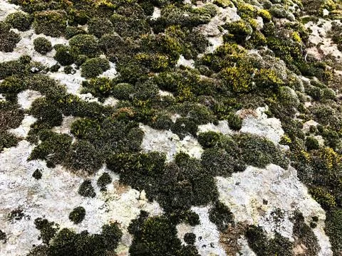 Stone with moss. Stock Photos