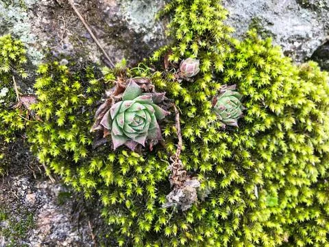 Stone with moss. Stock Photos
