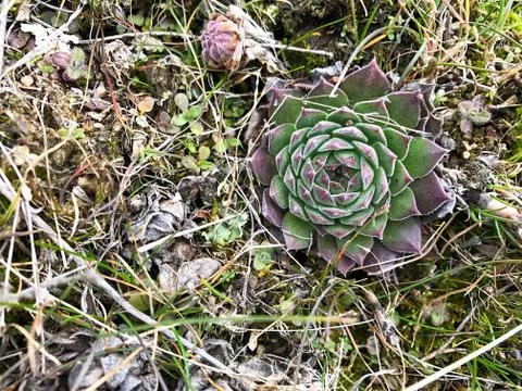 Stone with moss. Stock Photos
