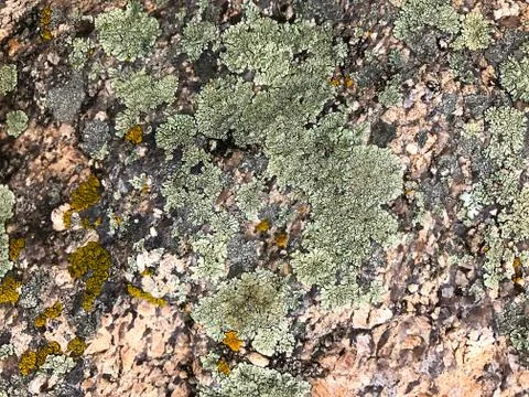 Stone with moss. Stock Photos