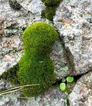 Stone with moss. Stock Photos