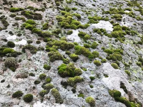 Stone with moss. Stock Photos